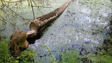 Report of a beaver's work gnawing on an aspen tree trunk. In six months. Selective Focus