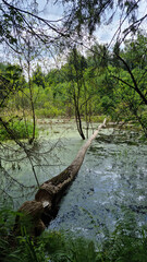 Report of a beaver's work gnawing on an aspen tree trunk. In six months. Selective Focus