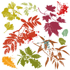 Autumn leaves and branches Silhouettes with leaf vein texture