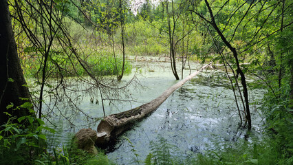 Report of a beaver's work gnawing on an aspen tree trunk. In six months. Selective Focus