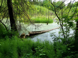 Report of a beaver's work gnawing on an aspen tree trunk. In six months. Selective Focus