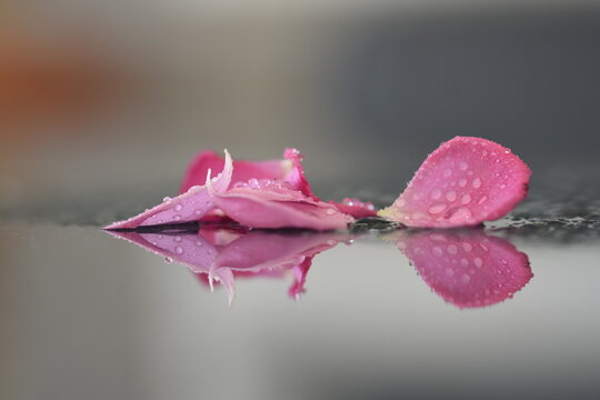 pink rose with water drops