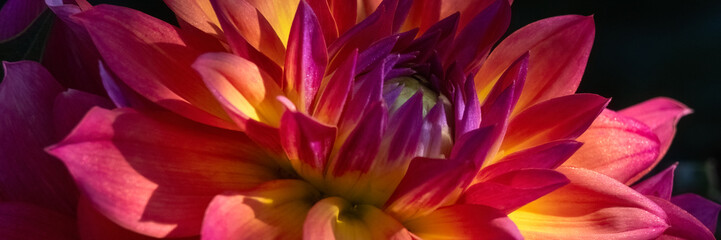 Panorama of flower of Dahlia 'Firepot' in a garden in summer