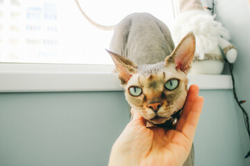 A sphynx cat being petted with soft, gentle hand, indoors near a window. A person's arm gently...
