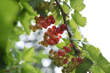 red currant berries