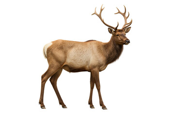 Fototapeta premium Majestic elk, isolated, wildlife, nature, background, graphic design