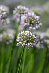 Closeup of flower of Allium lusitanicum in a garden in summer