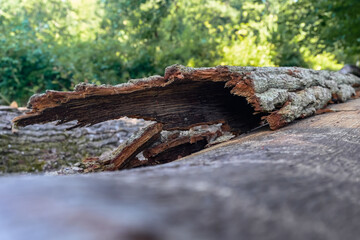 A large piece of bark is coming loose from a fallen tree in the forest (Northern France). The...