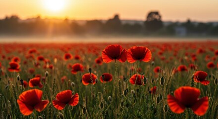 Obraz premium poppy field at sunset