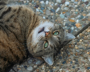 Tabby cat lying upside-down on washed concrete slabs and looking up