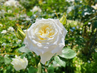 Close-up of a blooming white rose with buds in sunlight, pure and elegant