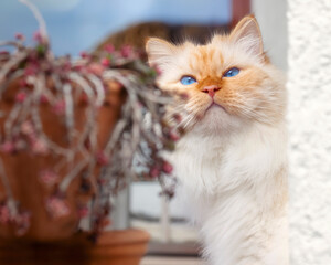 Birman cat peeking out between the corner of a house and a potted plant