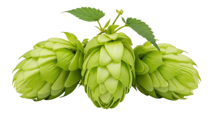 Obraz premium Isolated Hop cones