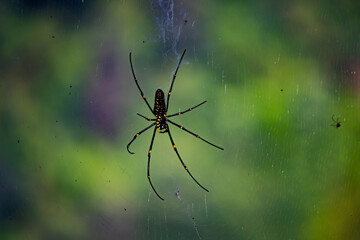 A spider, likely a Giant golden orb-weaver (Nephila pilipes), also known as a giant wood spider or banana spider. 