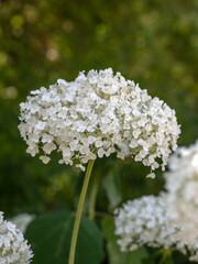 Closeup of flower heads of Hydrangea arborescens 'Strong Annabelle' in a garden in summer