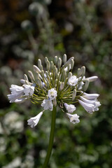 Closeup of flower head of Agapanthus 'Windsor Grey' in a garden in summer