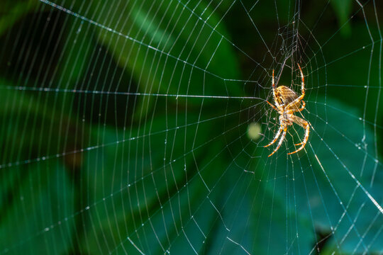 Spotted cross spider constructs its web amid vibrant green foliage, illustrating nature's delicate craftsmanship