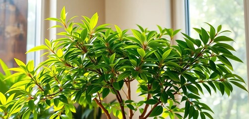 Indoor Sri Lankan tree, lush foliage in pot, natural light, tree, stock photo