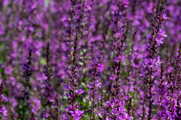 Closeup of flower spike of Lythrum virgatum 'Dropmore Purple' in a garden in summer
