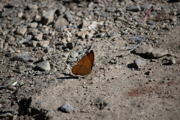 a Common Castor butterfly (Ariadne merione) resting on the ground