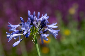 Closeup of flower of Agapanthus 'Silver Moon' in a garden in summer