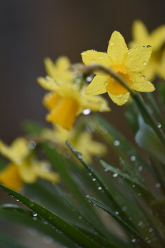 yellow flower with water drops