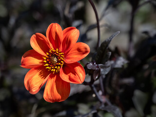 Closeup of a single flower of Dahlia 'Bishop of Oxford' in a garden in summer