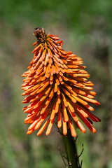 Closeup of flower spike of Kniphofia 'Nobilis' in a garden in summer