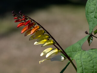 Closeup of flower of Ipomoea lobata 'Jungle Queen' in a garden in summer