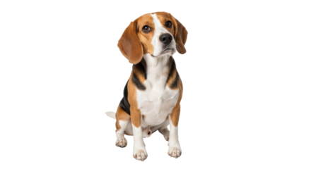 Isolated Beagle Dog Sitting