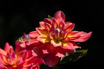 Closeup of flower of Dahlia 'Firepot' in a garden in summer against a dark background