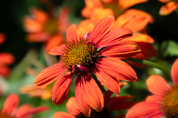 Closeup of flower of Echinacea 'Sombrero Adobe Orange' in a garden in summer
