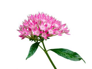 【透過PNG】ピンク色のペンタス（茎と葉付き・一輪・リアル素材）｜Pink Pentas Flower — Single Bloom with Stem & Leaves — Transparent PNG, Real Photo-Based