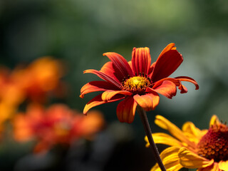 Closeup of flower of Heliopsis helianthoides 'Bleeding Hearts' in a garden in summer