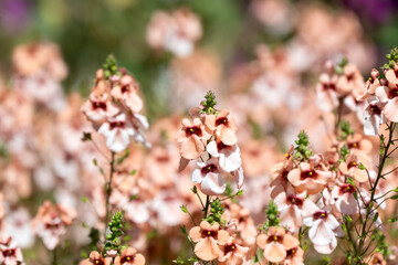 Closeup of flower of Diascia 'Aurora Apricot' in a garden in summer