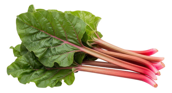 Vibrant rhubarb stalks and lush green leaves provide a fresh ingredient for culinary creations on a transparent background.