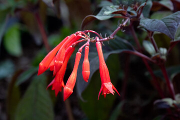 Closeup of flower of Fuchsia 'Mary' in a garden in summer