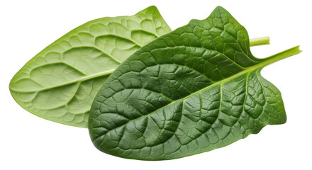 Obraz premium Isolated Spinach Leaves