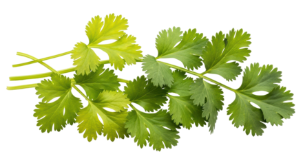 Isolated Coriander