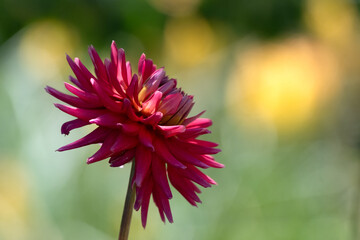 Closeup of flower of Dahlia 'Josudi Hercules' in a garden in summer