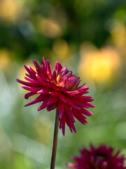 Closeup of flower of Dahlia 'Josudi Hercules' in a garden in summer