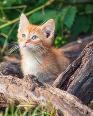 Portrait stray stick kitten closeup
