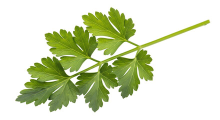 Isolated Fresh Parsley