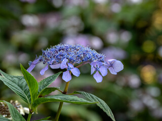 Closeup of flower of Hydrangea serrata 'Bluebird' in a garden in summer