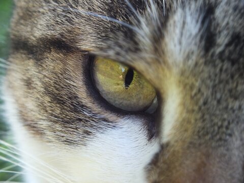 close up of a cat