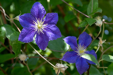 Closeup of flower of Clematis 'Wisley' in a garden in summer