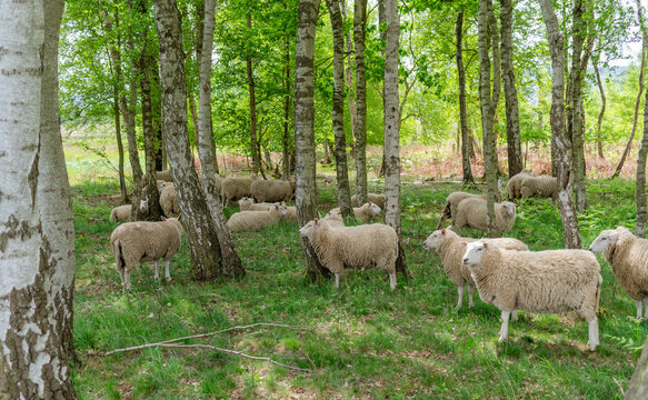 Schafherde im Birkenwald