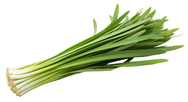 Isolated Fresh Garlic Chives