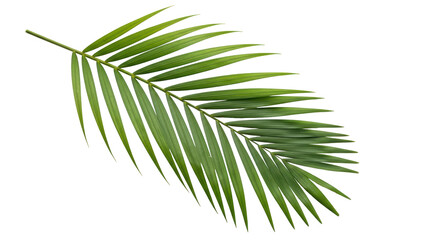 Isolated Palm Leaf