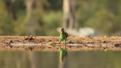 Wide shot of a cute brown-headed parrot drinking at a waterhole and flapping its wings, Greater Kruger.